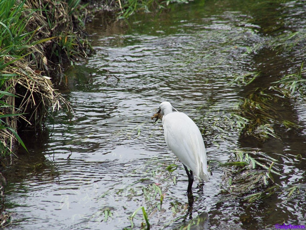 2013年3月20日　LUMIX G 100-300mm_a0060403_9301916.jpg