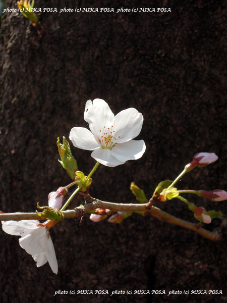 桜、ほぼ満開！_b0164803_17192371.jpg