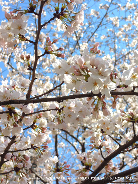 桜、ほぼ満開!_b0164803_18285765.jpg