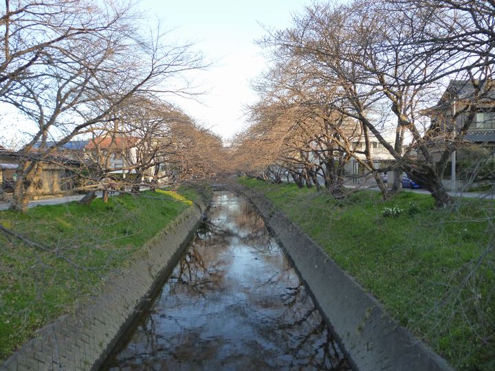 ハマナカ フリルレイ・五条川桜開花情報は最下段_d0156706_964761.jpg