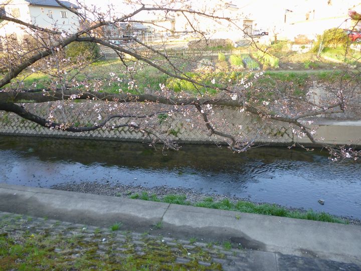 ハマナカ フリルレイ・五条川桜開花情報は最下段_d0156706_965183.jpg