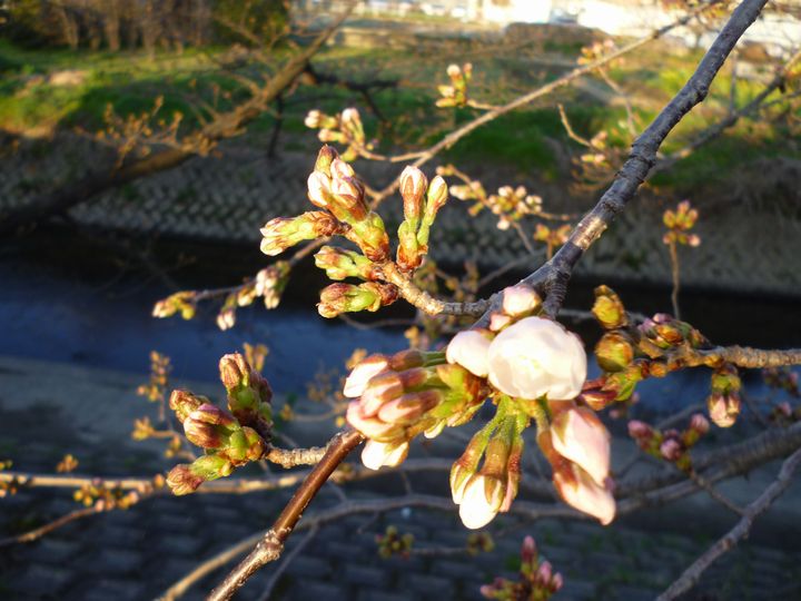 ハマナカ フリルレイ・五条川桜開花情報は最下段_d0156706_974512.jpg
