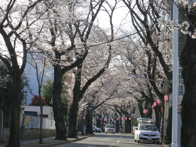 今井の桜は どぉ？＠3/21_a0227507_22381696.jpg