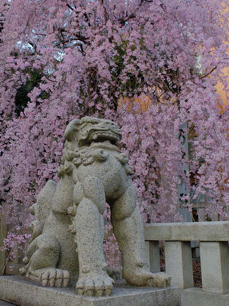 乃木神社_e0070307_6314270.jpg