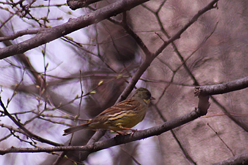 久しぶりの野鳥と、昨日の桜_e0255509_2051592.jpg