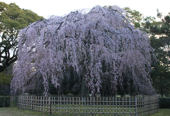 京都御苑１　桜・桃・梅そろい咲き_e0048413_191914100.jpg