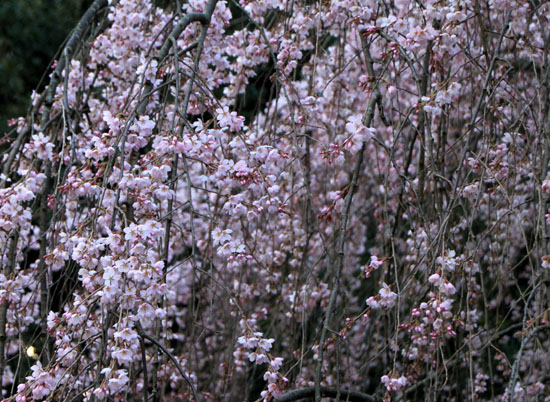 京都御苑１　桜・桃・梅そろい咲き_e0048413_19192872.jpg