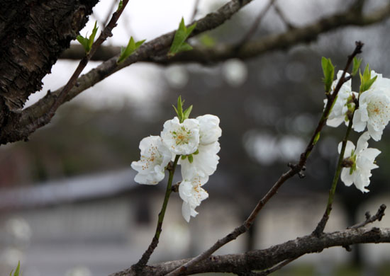 京都御苑１　桜・桃・梅そろい咲き_e0048413_19201451.jpg