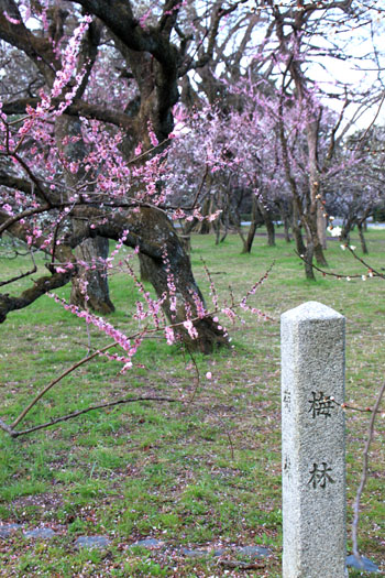 京都御苑１　桜・桃・梅そろい咲き_e0048413_19202788.jpg