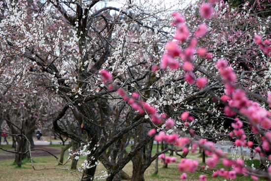 京都御苑１　桜・桃・梅そろい咲き_e0048413_19203875.jpg