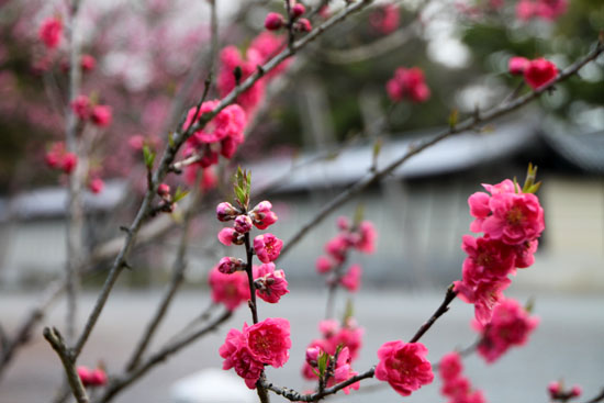 京都御苑１　桜・桃・梅そろい咲き_e0048413_1920439.jpg