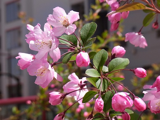楊貴妃にたとえられた 海棠 Arekore