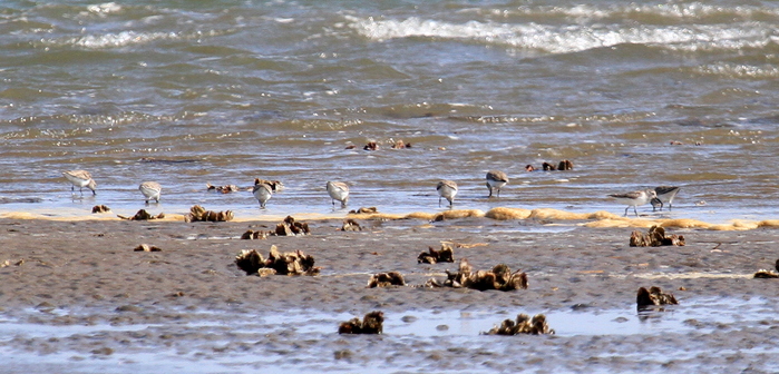 宮城海沿い_d0262018_1326179.jpg