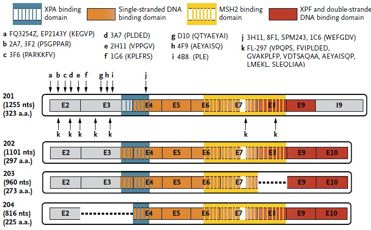 非小細胞肺癌におけるERCC1タンパク発現による効果予測は現時点では難しい_e0156318_16591676.jpg