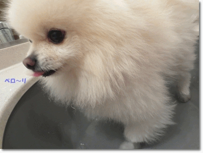 b0167519_15122639.gif
