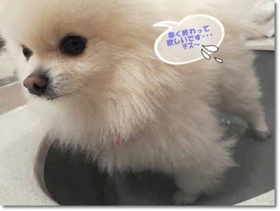 b0167519_15123830.gif