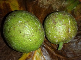 初物_a0043520_13125995.jpg