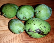 初物_a0043520_1313740.jpg