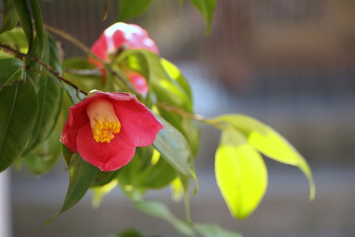 ’１３年　大宮公園桜開花情報＆庭の花だより_d0150720_10434375.jpg