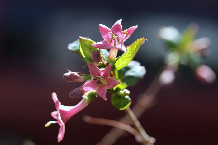 ’１３年　大宮公園桜開花情報＆庭の花だより_d0150720_10463517.jpg