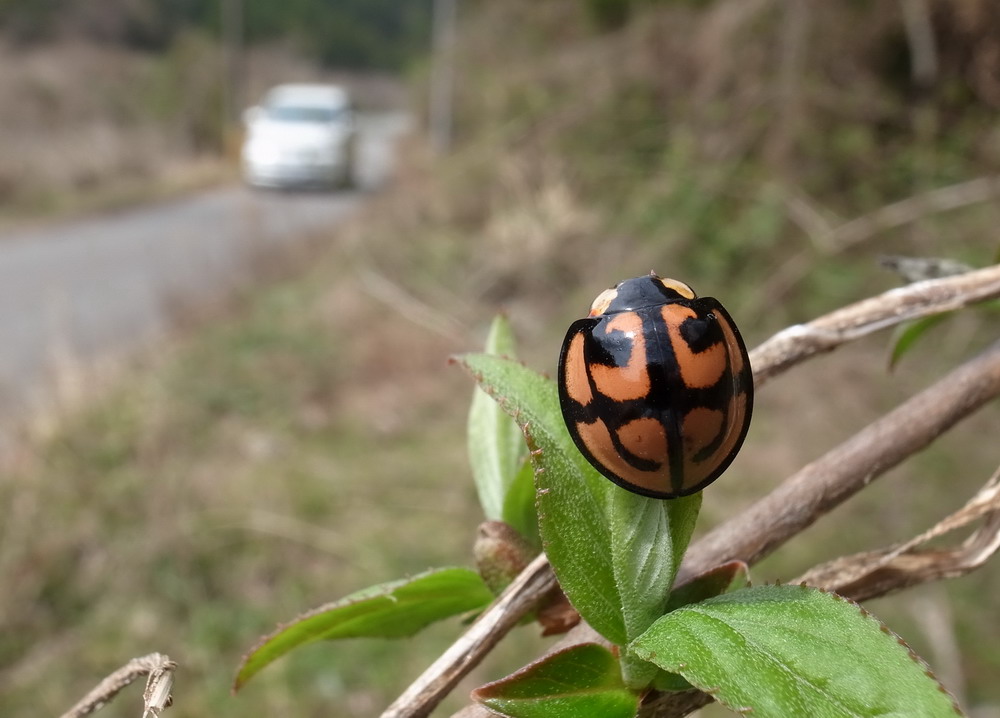 d0090322_11419.jpg