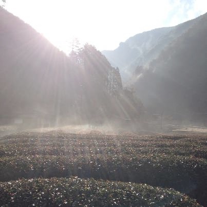 「山霧の香り」と落雁_a0169924_21395912.jpg
