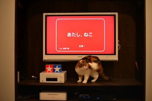 0655 おれ ねこbookのはな はな日和 0655 おれ ねこbookのはな はな日和