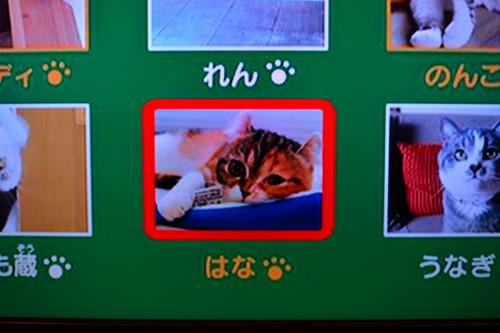 0655 おれ ねこbookのはな はな日和 0655 おれ ねこbookのはな はな日和