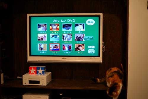 0655 おれ ねこbookのはな はな日和 0655 おれ ねこbookのはな はな日和