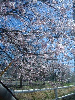 乙女のつくば道 と今日の桜(追記あり)_b0100229_16472626.jpg