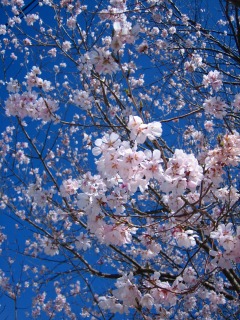乙女のつくば道　と今日の桜（追記あり）_b0100229_16485016.jpg