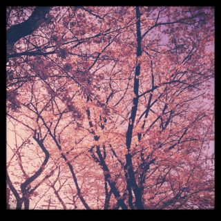 a0174831_18124361.png