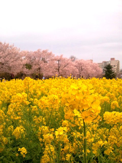 c0195134_783612.jpg