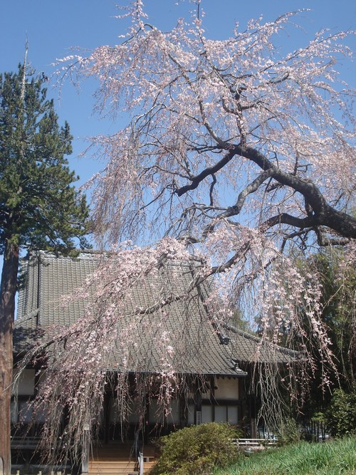 朝撮れ(^-^)/　五ヶ瀬町浄専寺の枝垂れ桜_b0255840_12184262.jpg