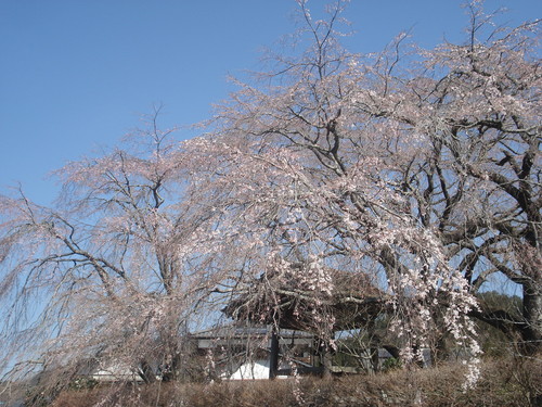 朝撮れ(^-^)/　五ヶ瀬町浄専寺の枝垂れ桜_b0255840_12194588.jpg