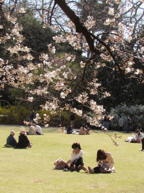 ３月２１日　　一気に満開ですね。_f0117041_17304385.jpg