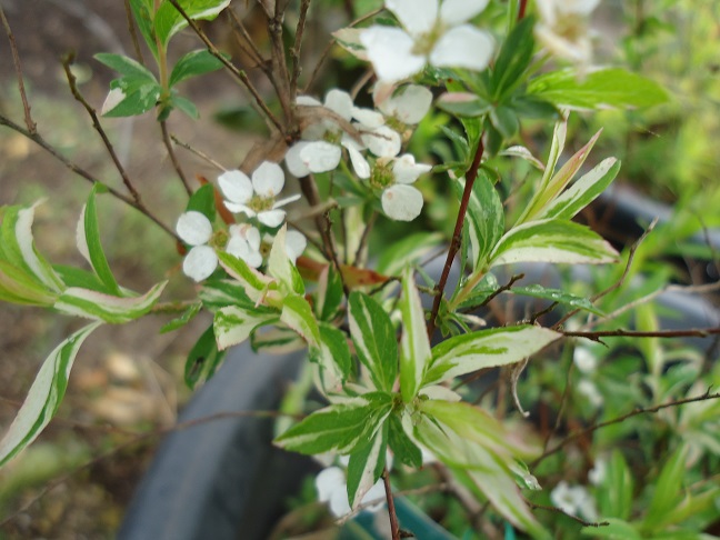 斑入り葉の雪柳 : ぶうたらママは花が好き