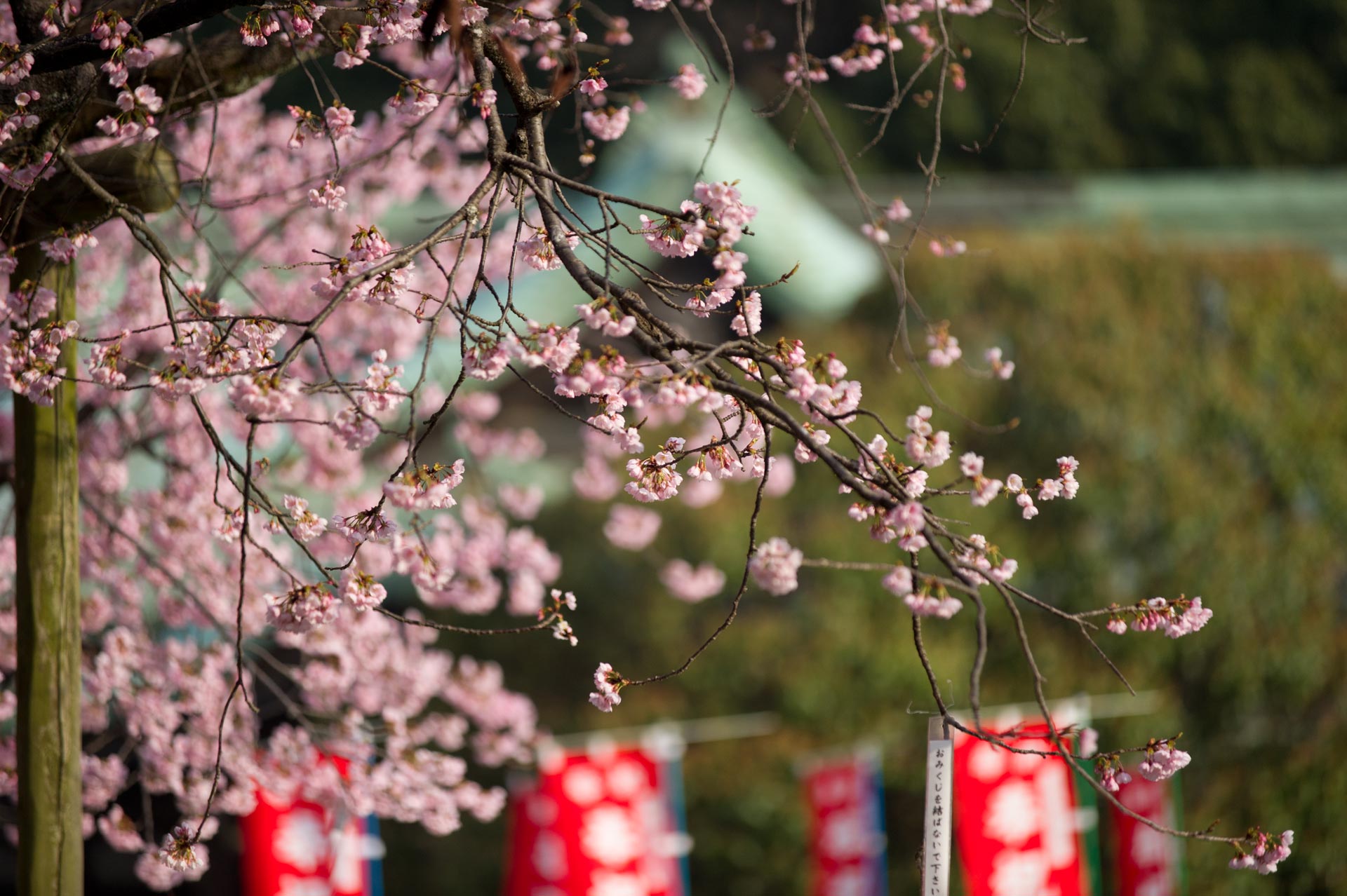 ★寒緋桜　宮地嶽神社　２_b0023047_4481634.jpg