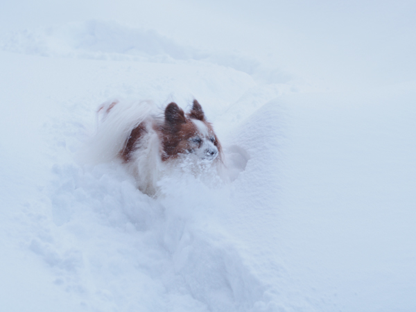 雪 すごいんです_b0066154_15131427.jpg