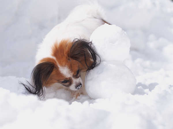 雪 すごいんです_b0066154_15302419.jpg