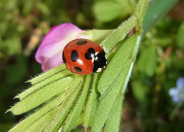 春の虫たち続々 公園昆虫記