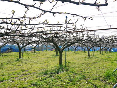 熊本梨 本藤果樹園 開花宣言!!_a0254656_17452389.jpg
