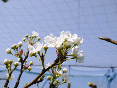 熊本梨　本藤果樹園　開花宣言!!_a0254656_177159.jpg