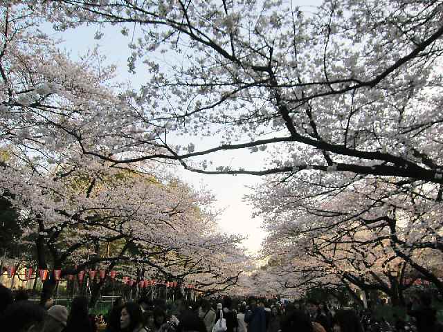 【今日3月21日の上野公園の桜】_c0042960_2232872.jpg