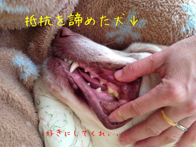 f0177261_88993.jpg