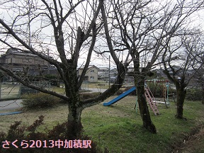 富山地鉄のさくらマップ2013@中加積駅_a0243562_14153334.jpg