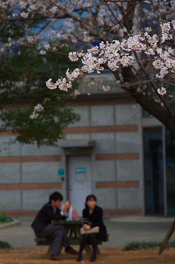 桜さく_b0085463_2355672.jpg