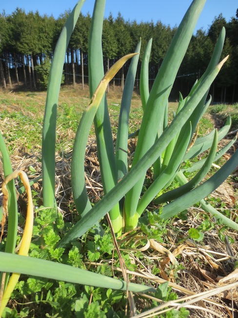 春の植物_d0231263_21585973.jpg