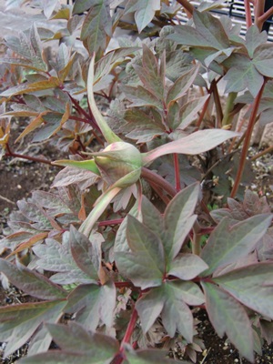 e0263072_930474.jpg