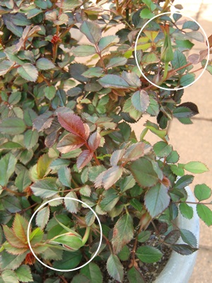 e0263072_991621.jpg